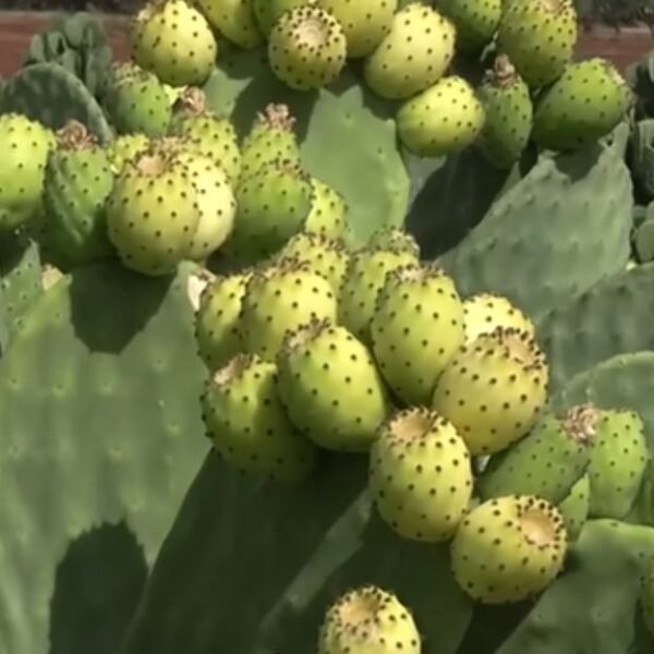 Plant Belara