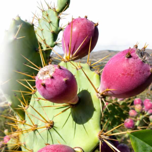 Opuntia dillenii