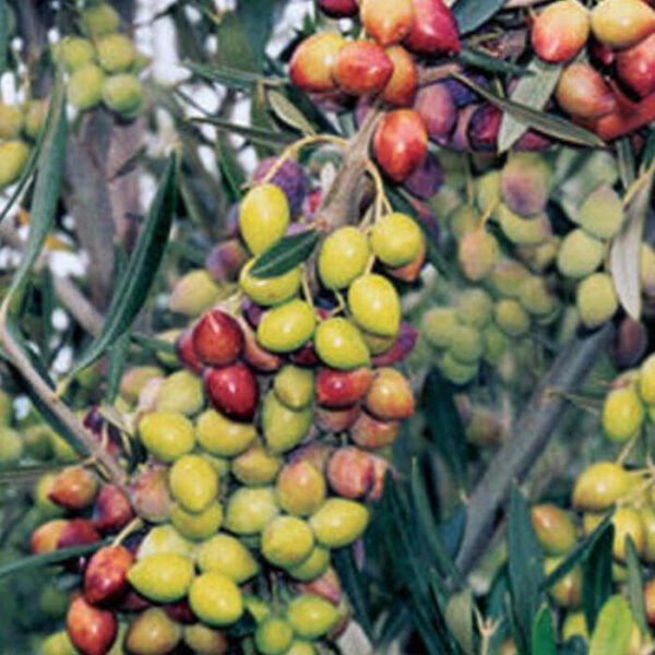 Plant d'Olivier Koroneiki