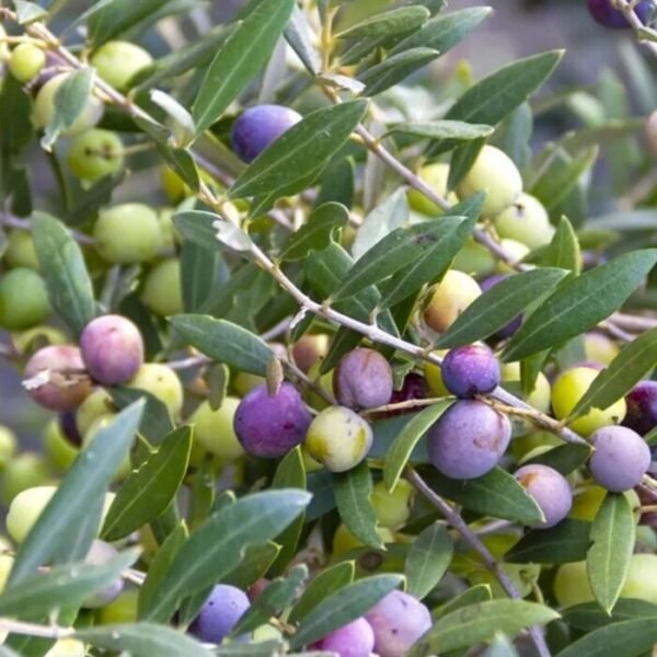 Plant d'Olivier Arbequina